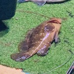 赤吉 - 【オマケ：〆の様子】
      E：キジハタ