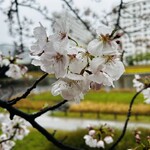 ホルモン青木 - 