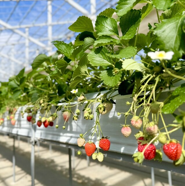 マルナカファーム（MARUNAKA FARM ） - 安達（その他）の写真