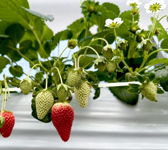 マルナカファーム（MARUNAKA FARM ） - 安達（その他）の写真