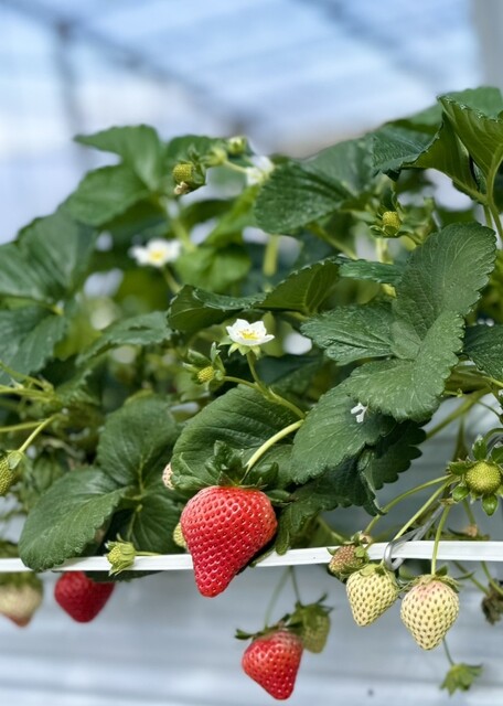 マルナカファーム（MARUNAKA FARM ） - 安達（その他）の写真
