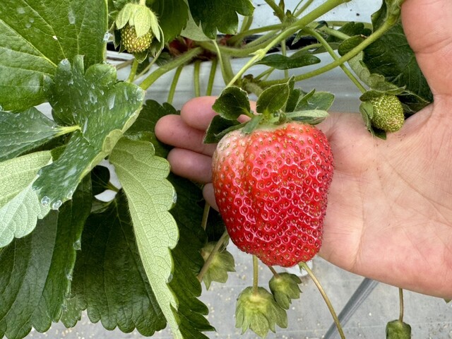 マルナカファーム（安達） &ndash; 福島二本松の自然派カフェ・直売所