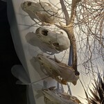 レストラン・カワサキ - 