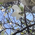 インデアンレストラン  ニューミラ - 