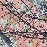 インデアンレストラン  ニューミラ - 