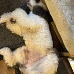 ジーカフェ - ぷーどるのごろ寝