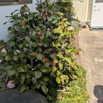 とんかつぼたん - 外観