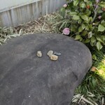 とんかつぼたん - 外観