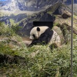 とんかつ山家 - 