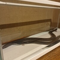 にょろ助 銀座 - 