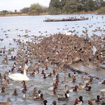 五頭の山茂登 - 