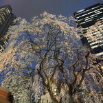 鳥扇 - 大枝垂れ桜