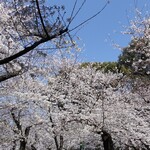 ヌンク ヌスク - 桜