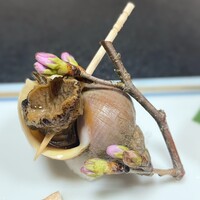 さんとも - 
