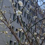 フレンチ割烹 kamenote - 3月上旬〰️散策中❣️可愛い梅の花〜˚✧₊⁎あっ‥メジロちゃんの鳴き声〜いい一日になりますそう〜happy☆happy〜♪‥
