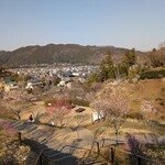 Ramen FeeL - まだまだですが、3/23日曜日で梅まつりおしまいです。