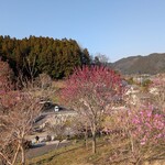 Ramen FeeL - 梅まつり。やっと満開に近付きました。3/22..