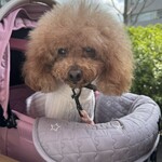 クッチーナ デル カンポ - この日のシェリ