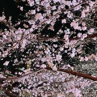 焼鶏あきら 中目黒本店 - 