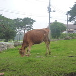 清泉寮パン＆ジャム工房 - 茶色いジャージー牛です