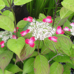 きらく懐石割烹 - 庭で咲いてた紫陽花、グラデーションが綺麗