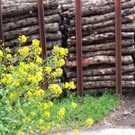 お山のたいしょう - 