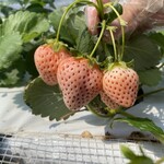 いちご狩りのベリータウン - 料理写真: