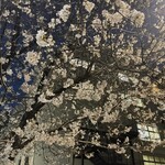 Moegi - 「Moegi」さん最寄りの「千日前公園の桜」