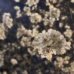 Moegi - 千日前公園の夜桜  まだ7分咲きほど(´◡͐`)