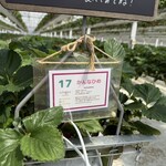 イチゴス横浜 | 横浜いちご狩り農園 - 