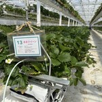 イチゴス横浜 | 横浜いちご狩り農園 - 