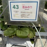 イチゴス横浜 | 横浜いちご狩り農園 - 