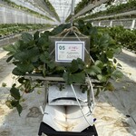 イチゴス横浜 | 横浜いちご狩り農園 - 