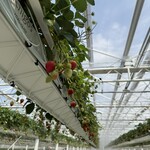 イチゴス横浜 | 横浜いちご狩り農園 - 