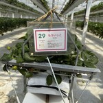 イチゴス横浜 | 横浜いちご狩り農園 - 