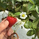 イチゴス横浜 | 横浜いちご狩り農園 - 