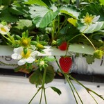 イチゴス横浜 | 横浜いちご狩り農園 - 