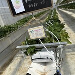 イチゴス横浜 | 横浜いちご狩り農園 - 