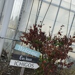 イチゴス横浜 | 横浜いちご狩り農園 - 