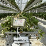 イチゴス横浜 | 横浜いちご狩り農園 - 