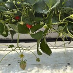 イチゴス横浜 | 横浜いちご狩り農園 - 