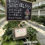 イチゴス横浜 | 横浜いちご狩り農園 - 