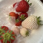イチゴス横浜 | 横浜いちご狩り農園 - 