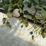 イチゴス横浜 | 横浜いちご狩り農園 - 