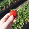 館山いちご狩りセンター - 