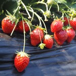 館山いちご狩りセンター - 