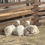 アトリエ・ド・フロマージュ 本店 - 