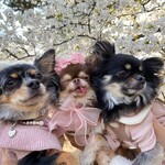 ドルチェマリリッサ 表参道 - 