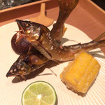 日本料理 晴山 - 長良川上流の天然鮎。新牛蒡団子、もろこし揚げ