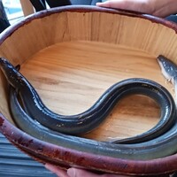 銀座 四代目 高橋屋 銀座店 - 捌かれる前のうなちゃん
